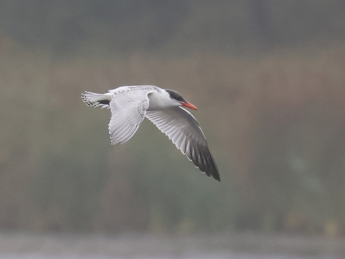 Caspian Tern - ML642395734
