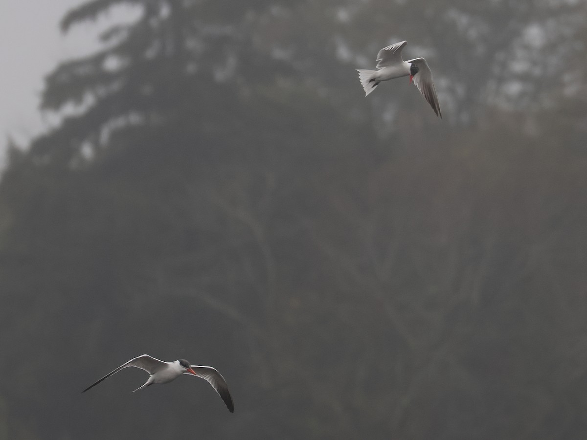 Caspian Tern - ML642395735