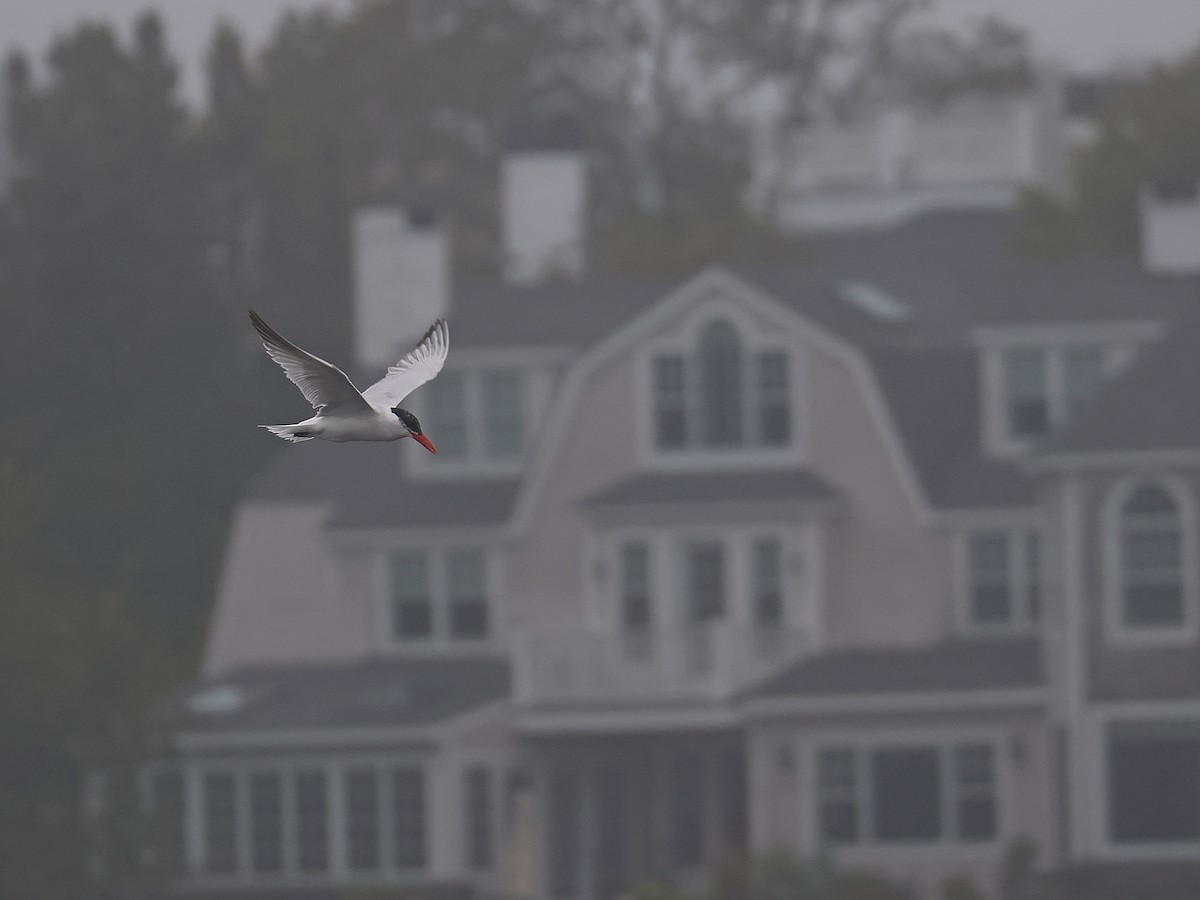 Caspian Tern - ML642395736