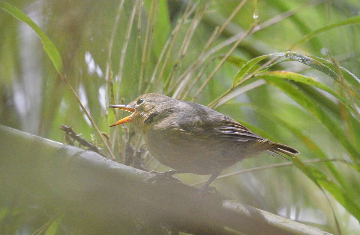 Slaty Antwren - ML642395738