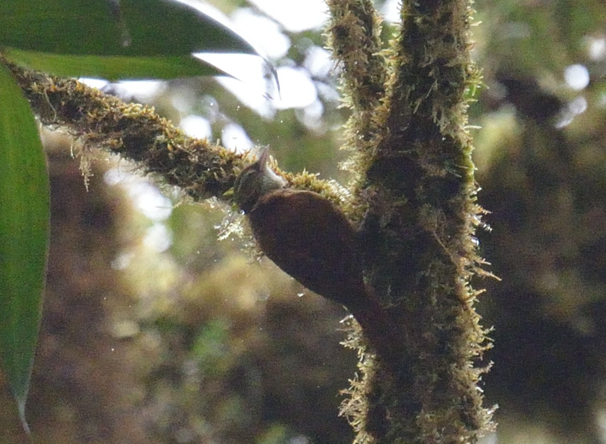 Ruddy Treerunner - ML642395740