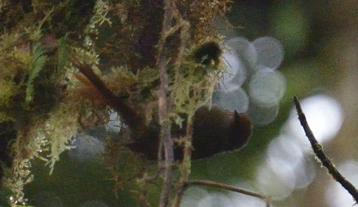 Rotgesicht-Baumschlüpfer - ML642395749