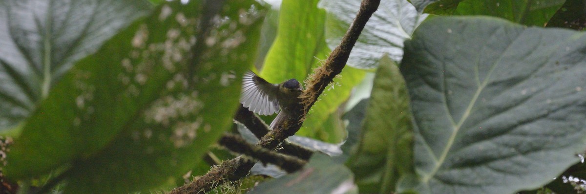 Barred Becard - ML642395758