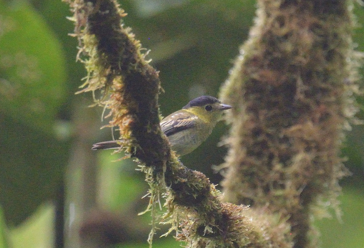 Barred Becard - ML642395759