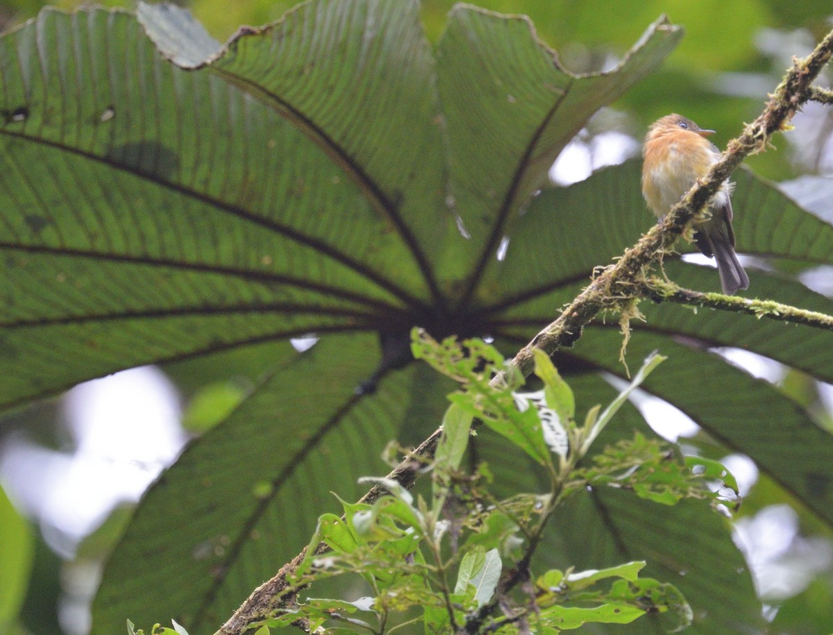 Tufted Flycatcher - ML642395763