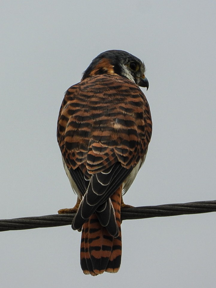 American Kestrel - ML642395780