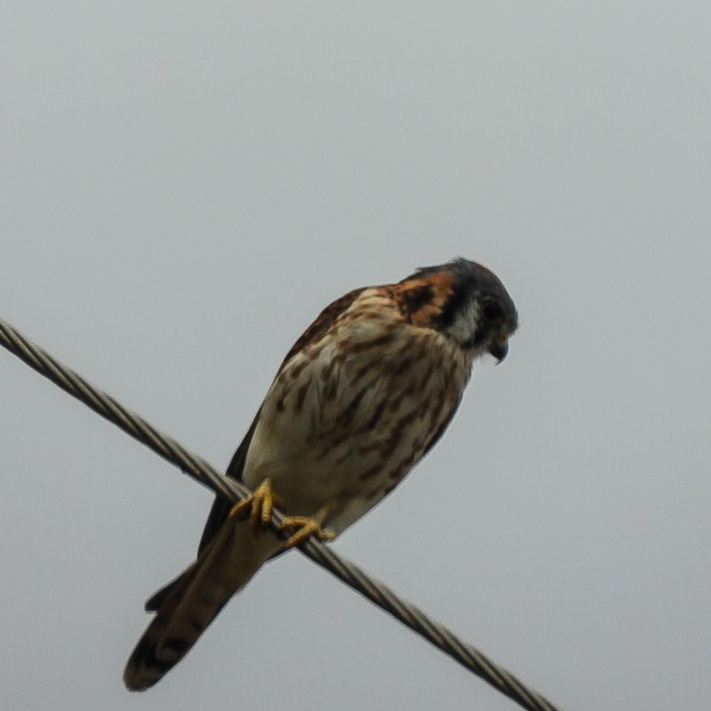 American Kestrel - ML642395781