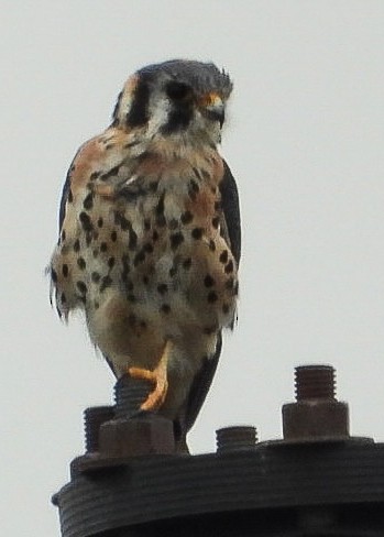 American Kestrel - ML642395782