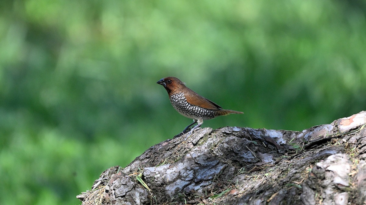 Munia pettosquamato - ML642395785