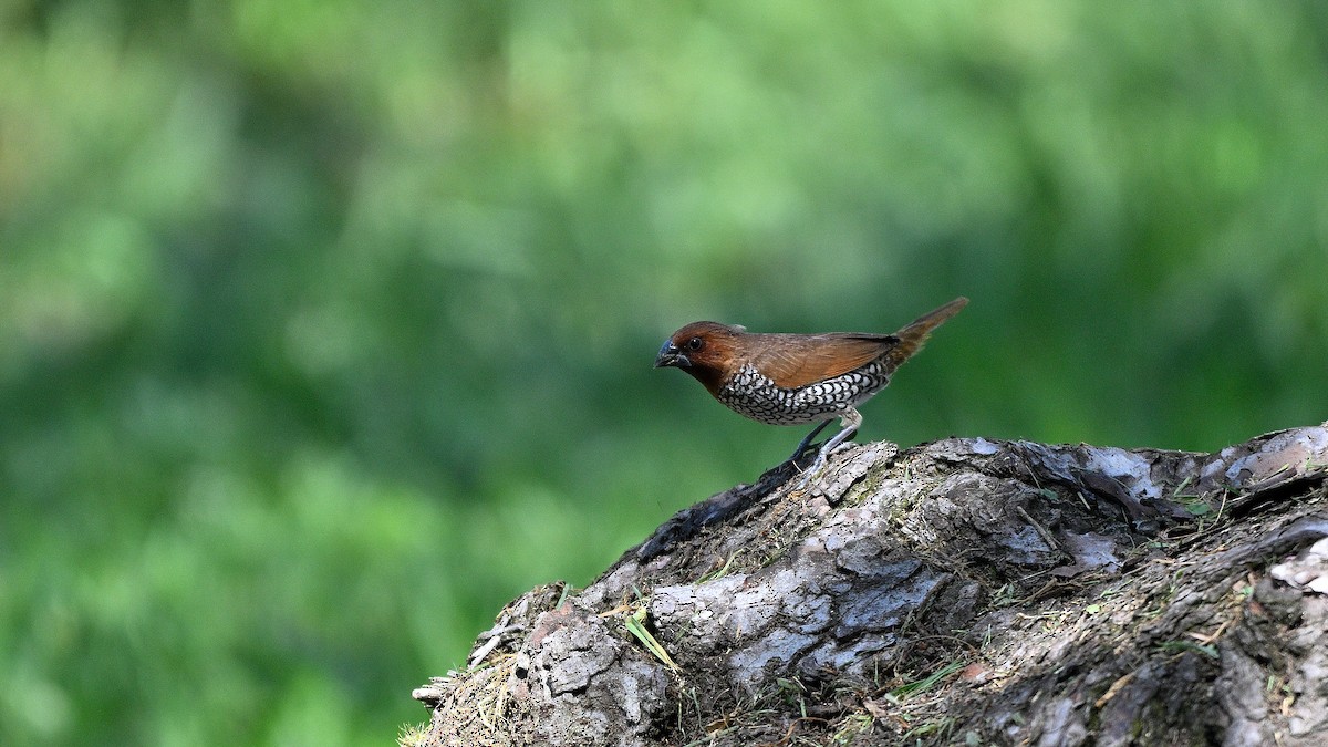 Munia pettosquamato - ML642395796