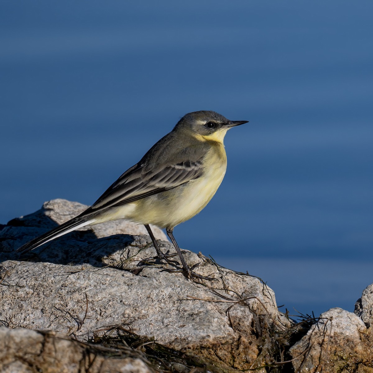 Western Yellow Wagtail - ML642395802