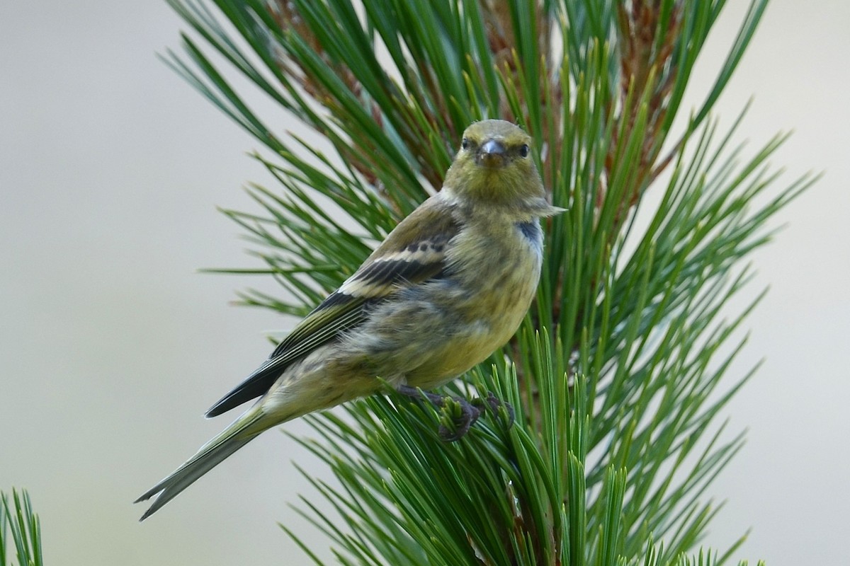 Citril Finch - ML642395809