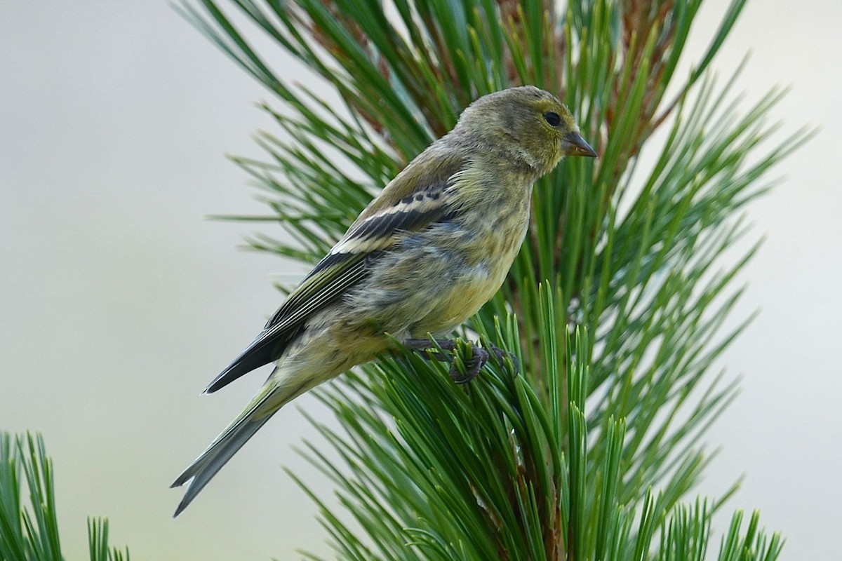 Citril Finch - ML642395811