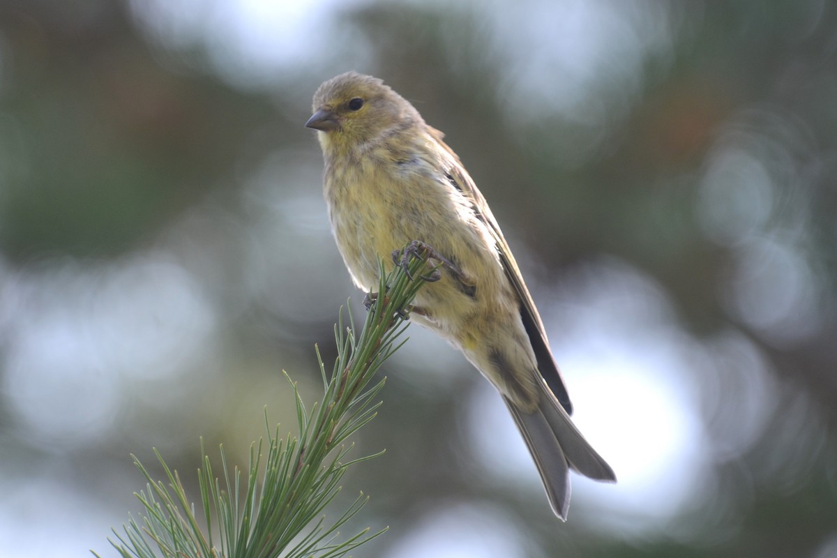 Citril Finch - ML642395813