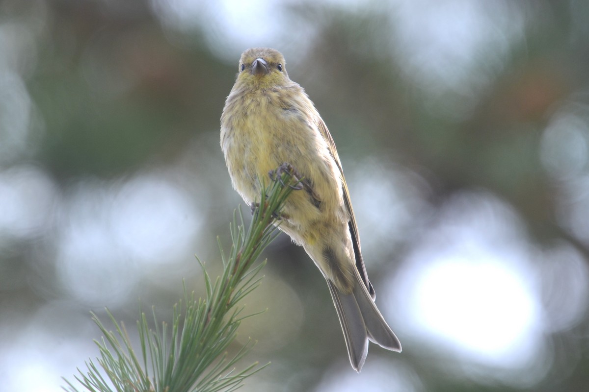 Citril Finch - ML642395814