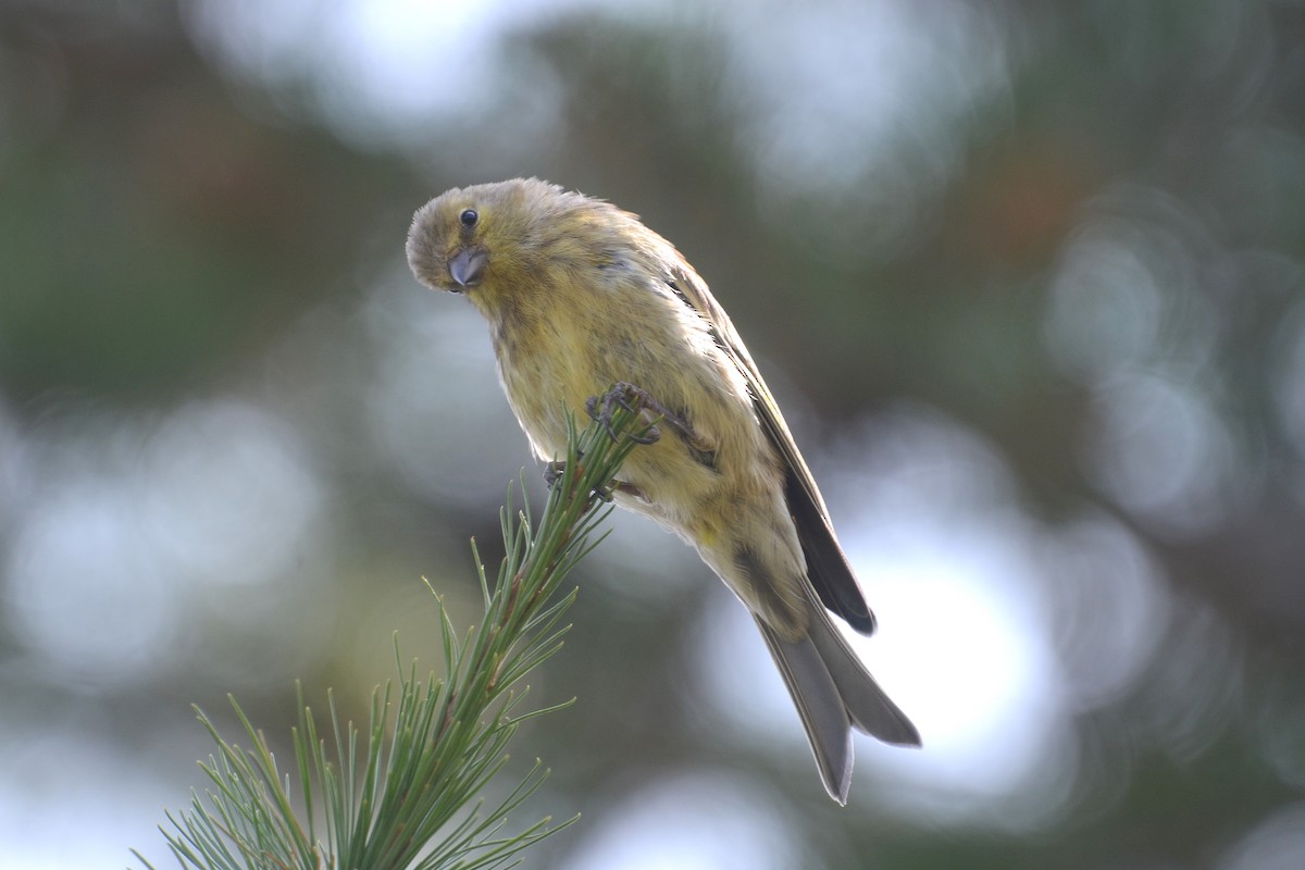 Citril Finch - ML642395816