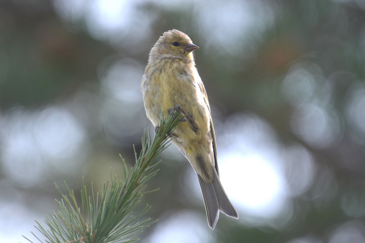 Citril Finch - ML642395818