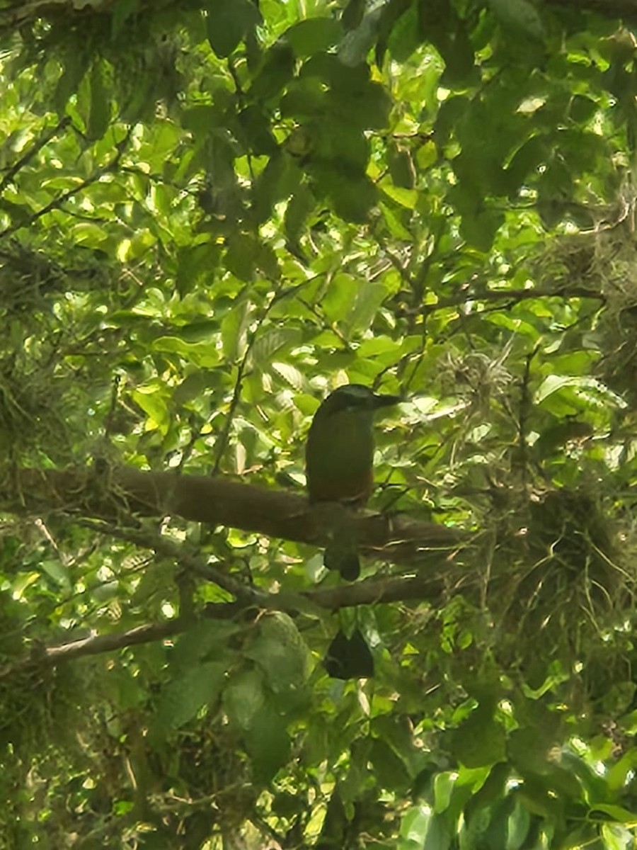 Turquoise-browed Motmot - ML642395820