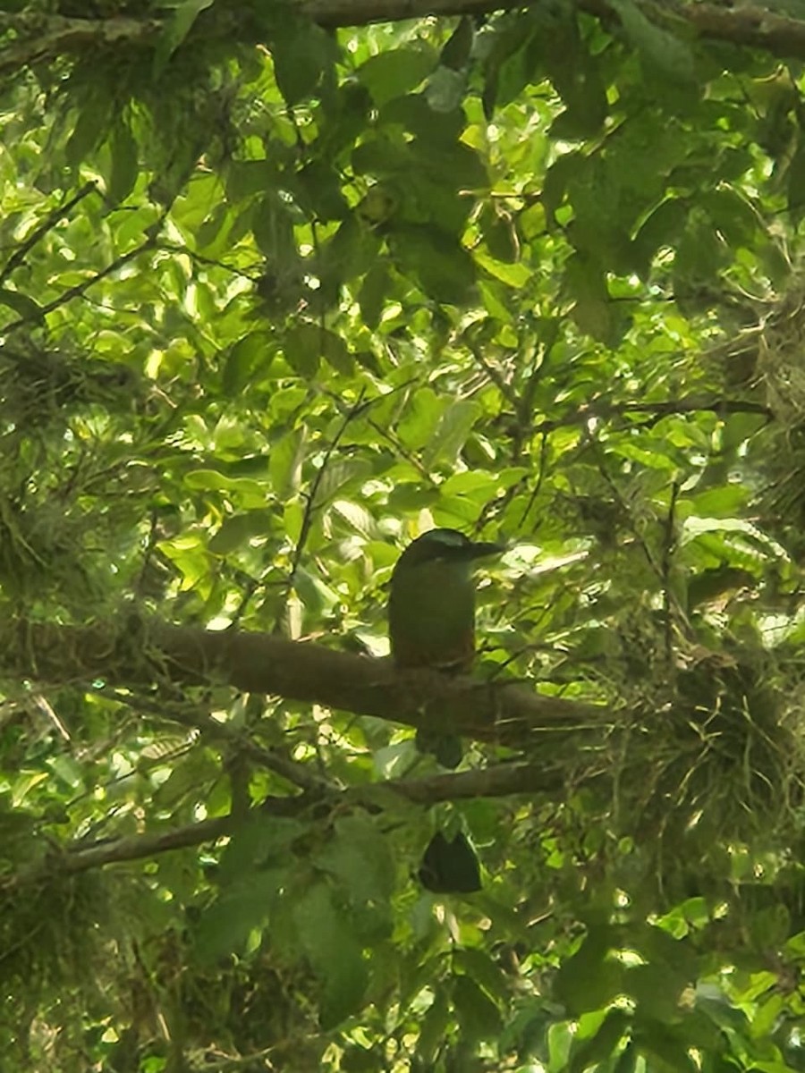 Turquoise-browed Motmot - ML642395821