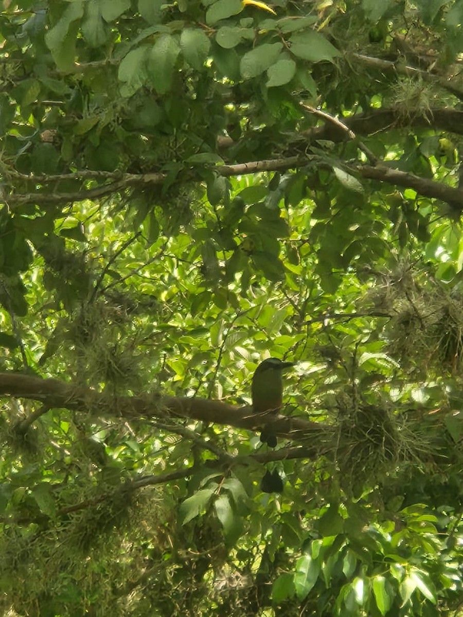 Turquoise-browed Motmot - ML642395822