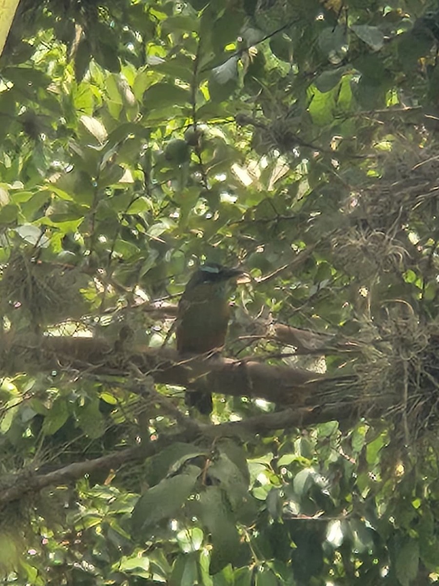 Turquoise-browed Motmot - ML642395823