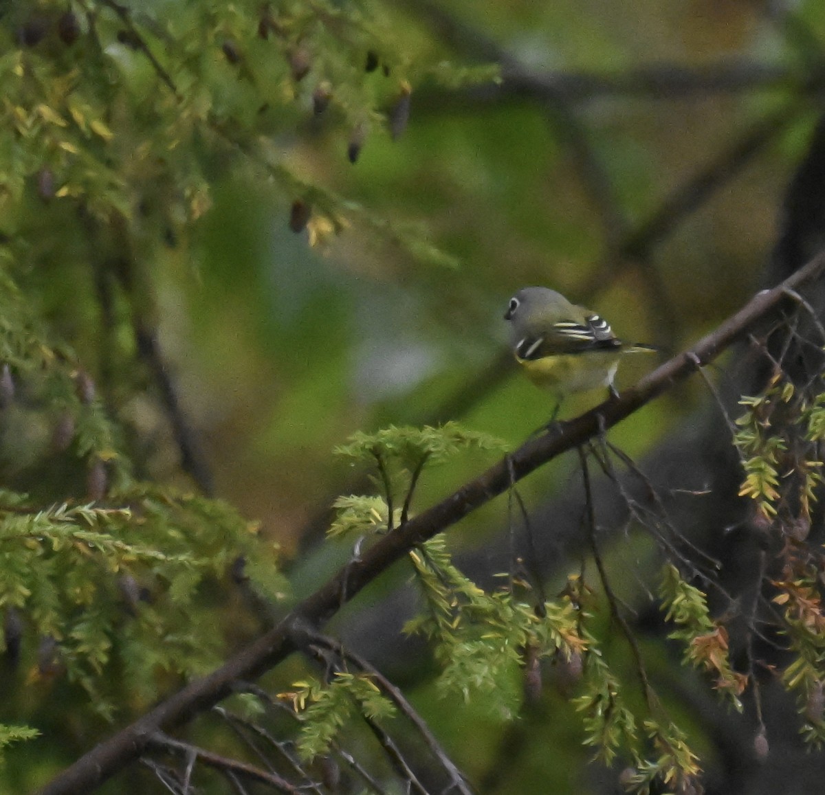 eremittvireo - ML642395844