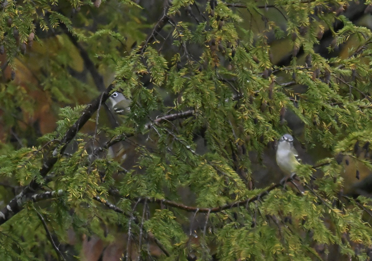 eremittvireo - ML642395851