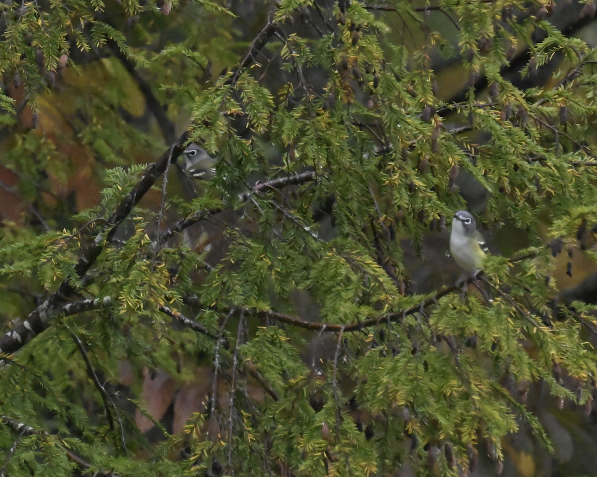 eremittvireo - ML642395853