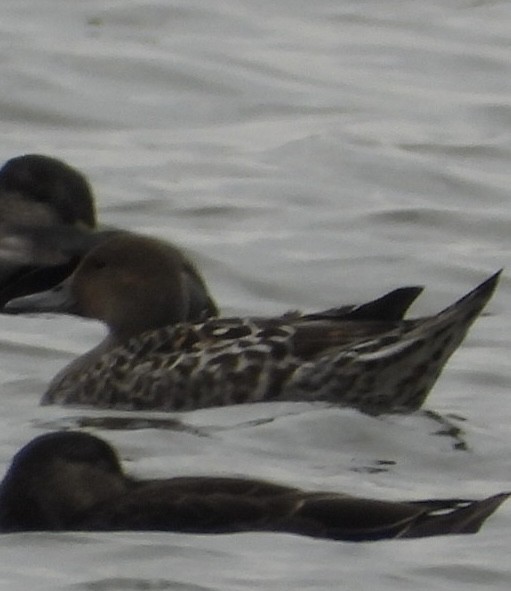 Northern Pintail - ML642395854