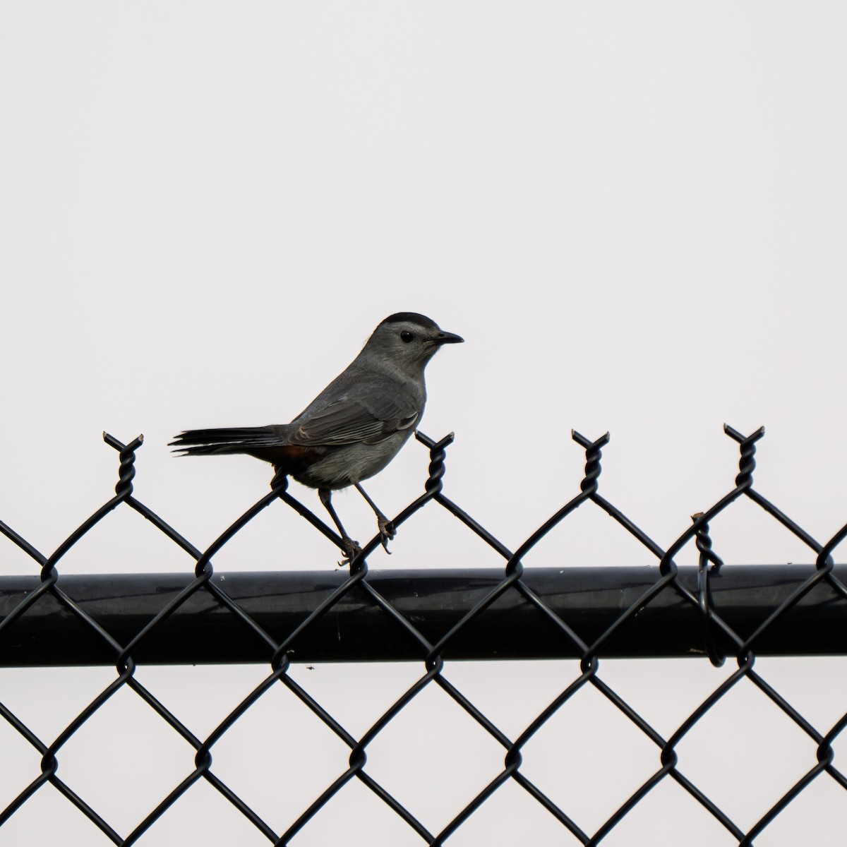 Gray Catbird - ML642395869