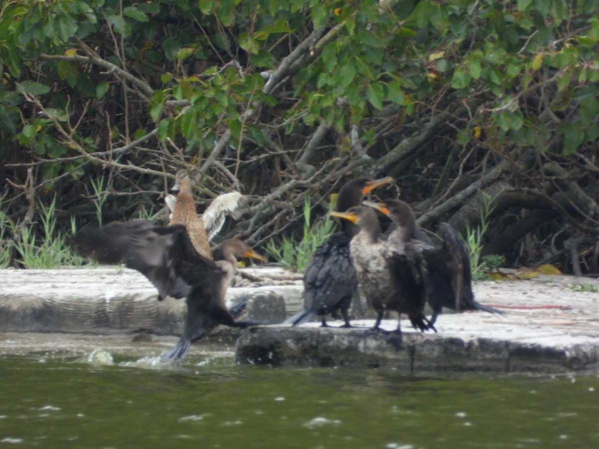 Double-crested Cormorant - ML642395873