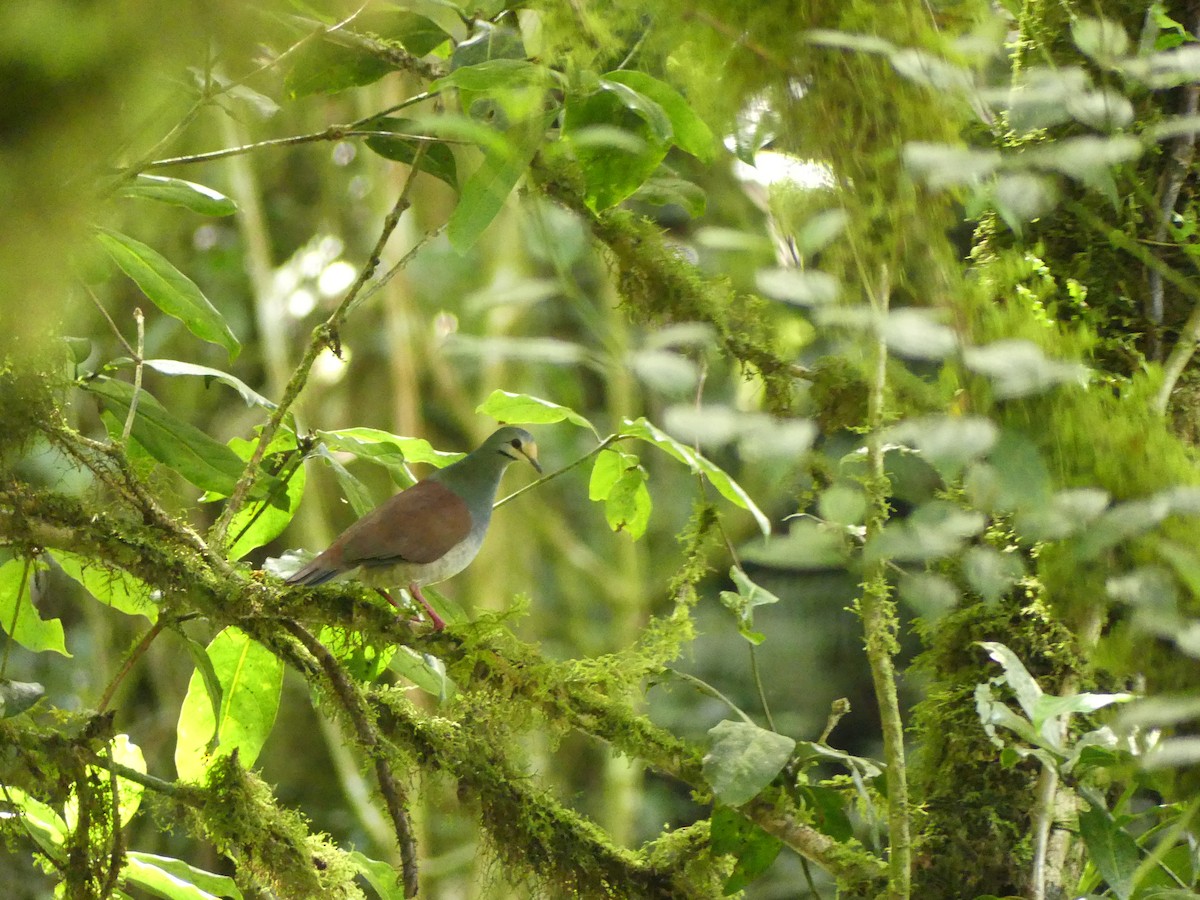 Costa-Rica-Taube - ML642395916