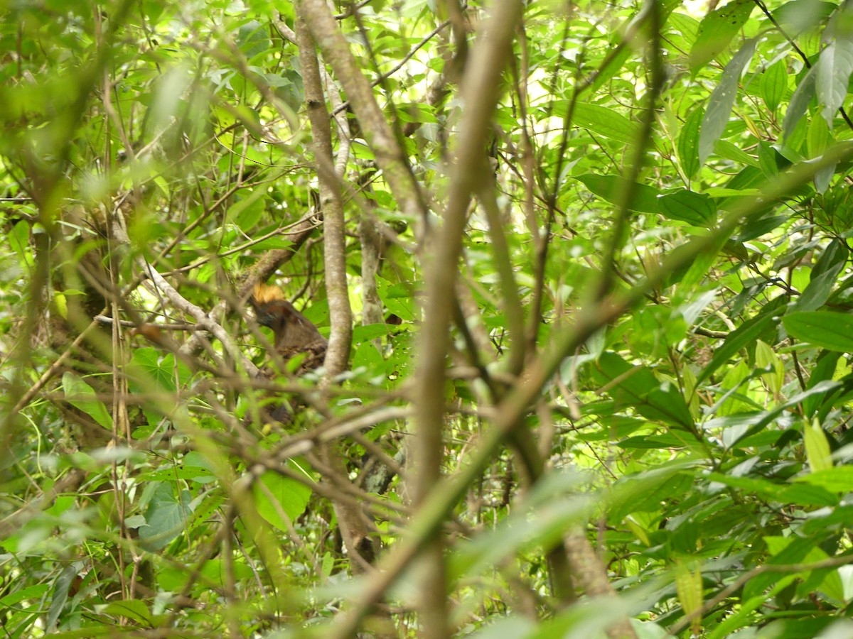 Spotted Wood-Quail - ML642395938