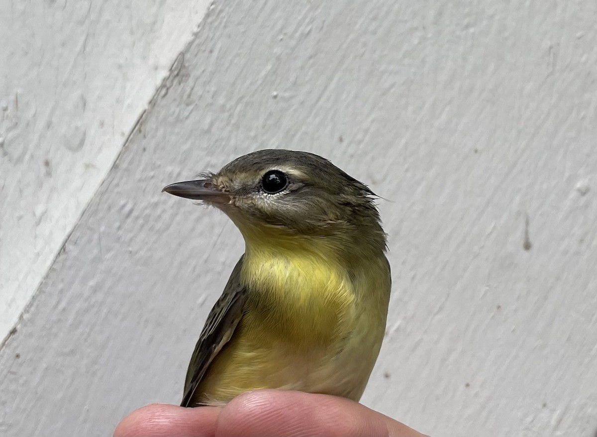 Philadelphia Vireo - ML642395940