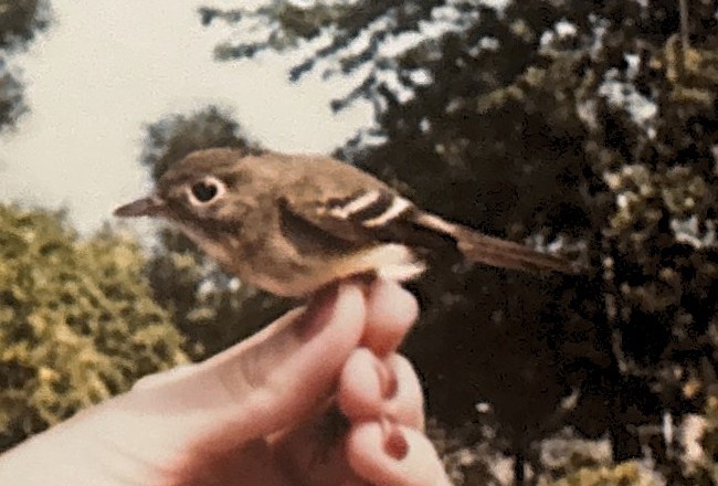 Alder/Willow Flycatcher (Traill's Flycatcher) - ML642395966