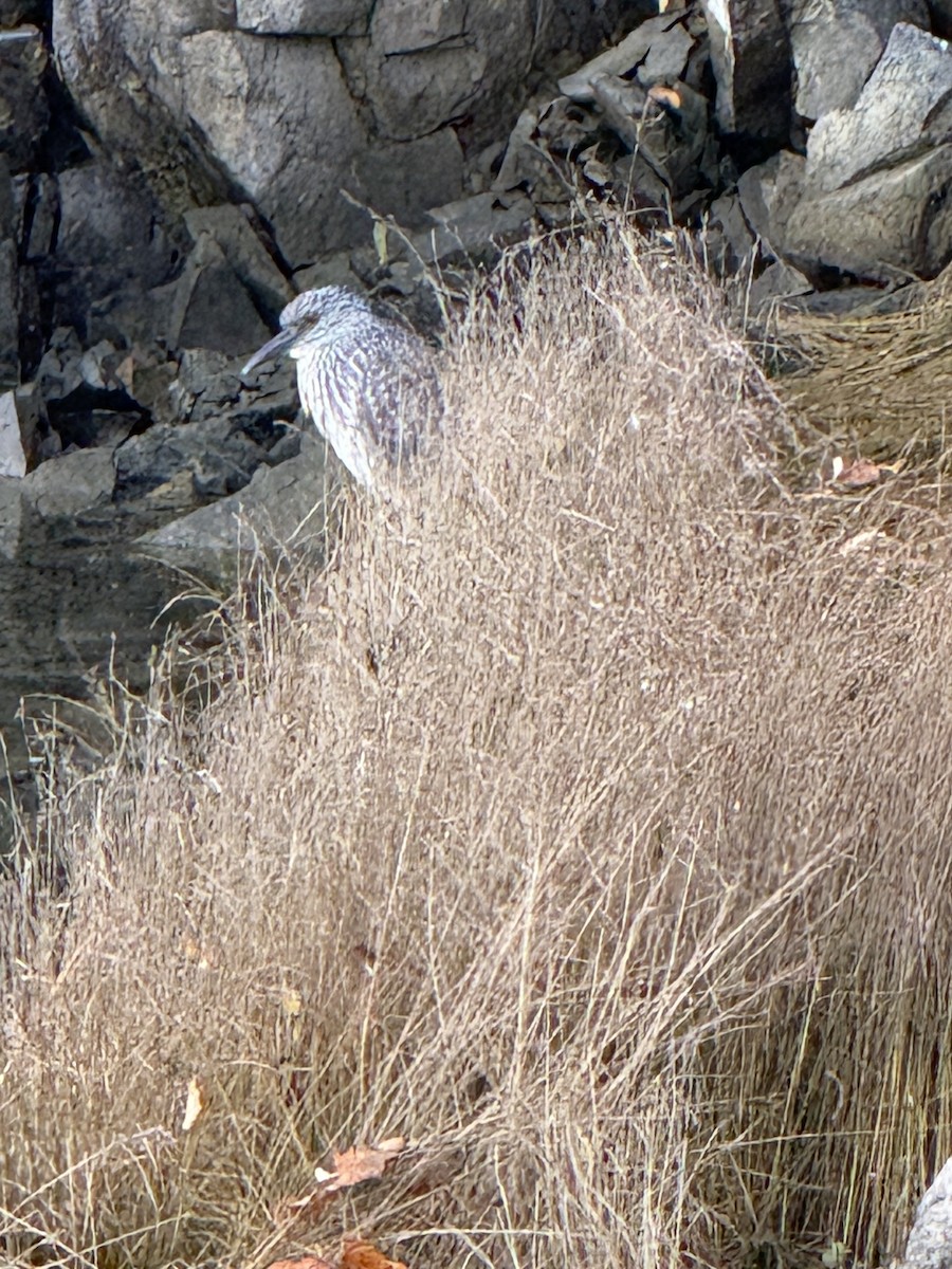 Yellow-crowned Night Heron - ML642396008