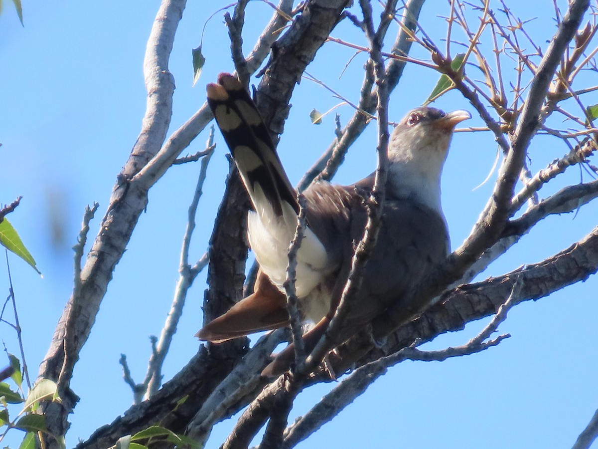 Yellow-billed Cuckoo - ML642396010
