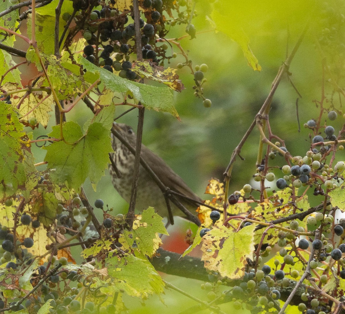 gråkinnskogtrost - ML642396014