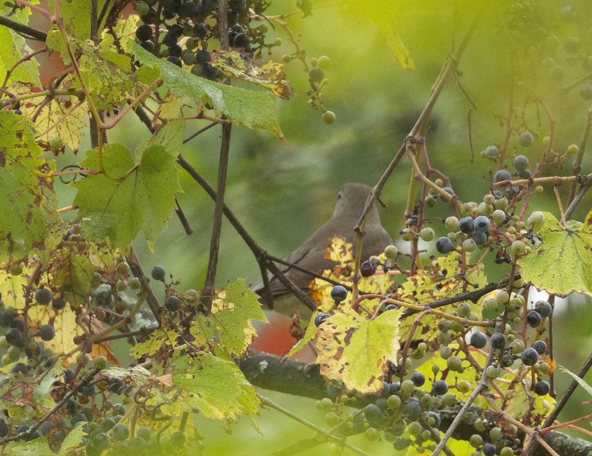 gråkinnskogtrost - ML642396015