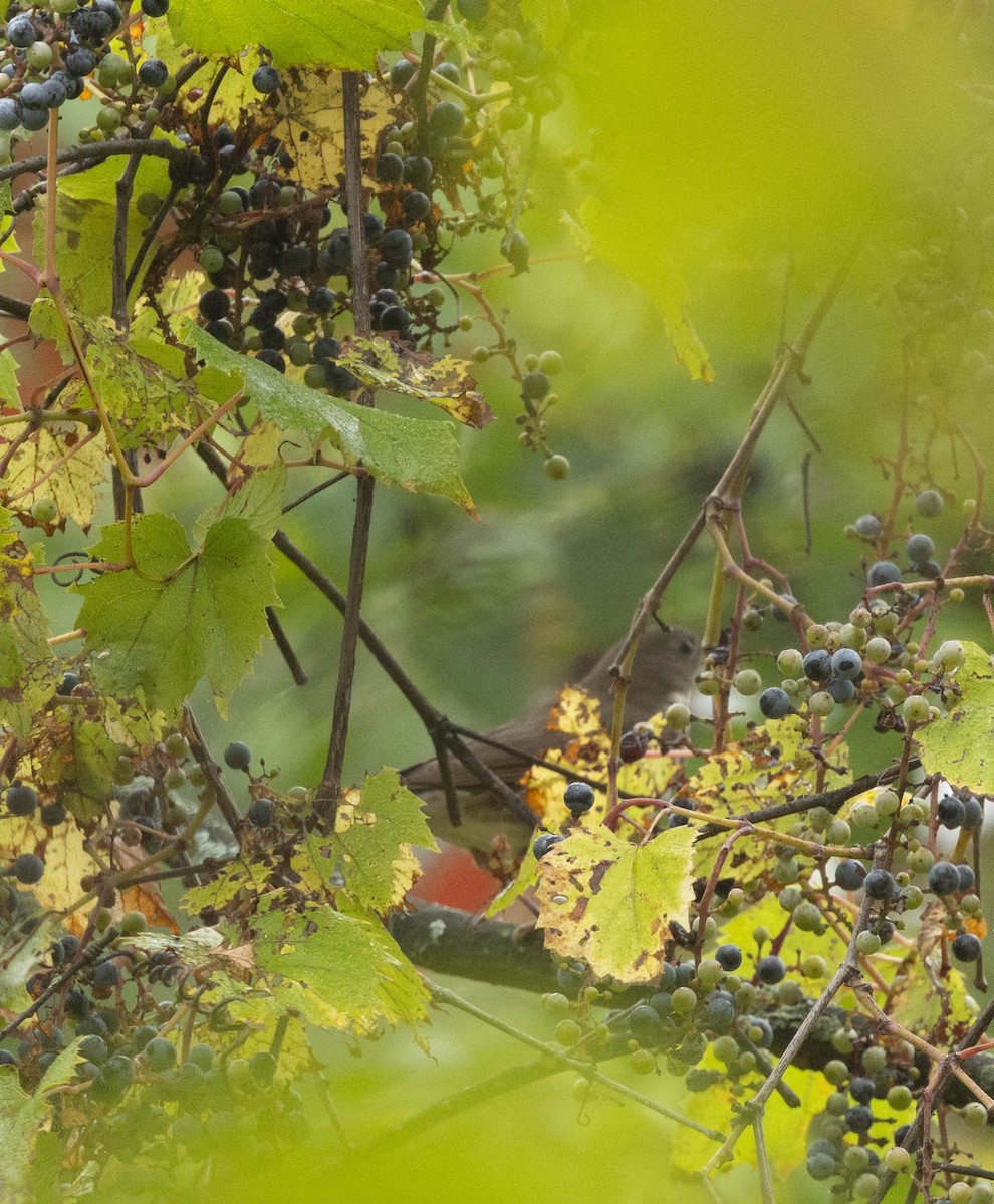 gråkinnskogtrost - ML642396016