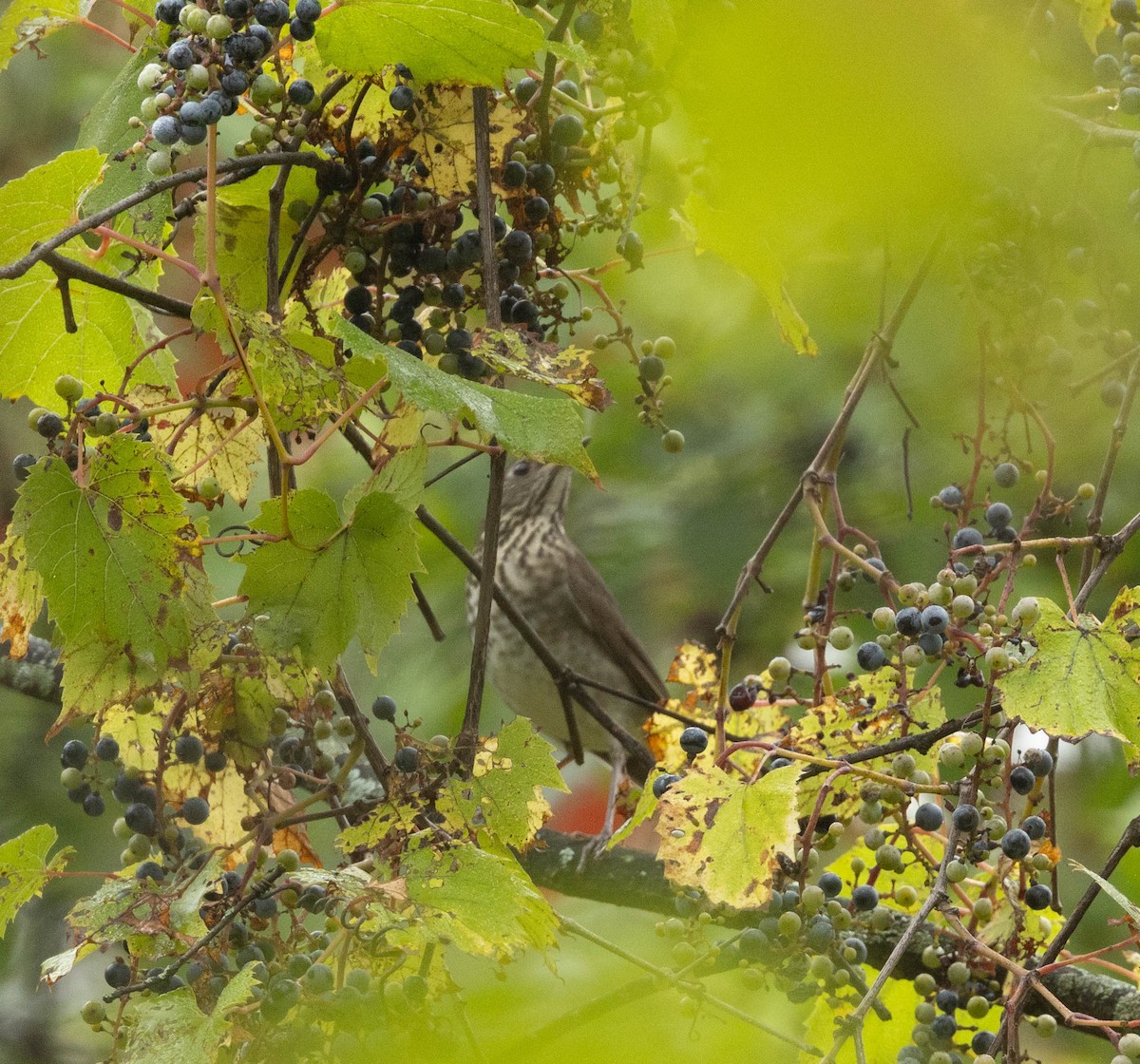 gråkinnskogtrost - ML642396017