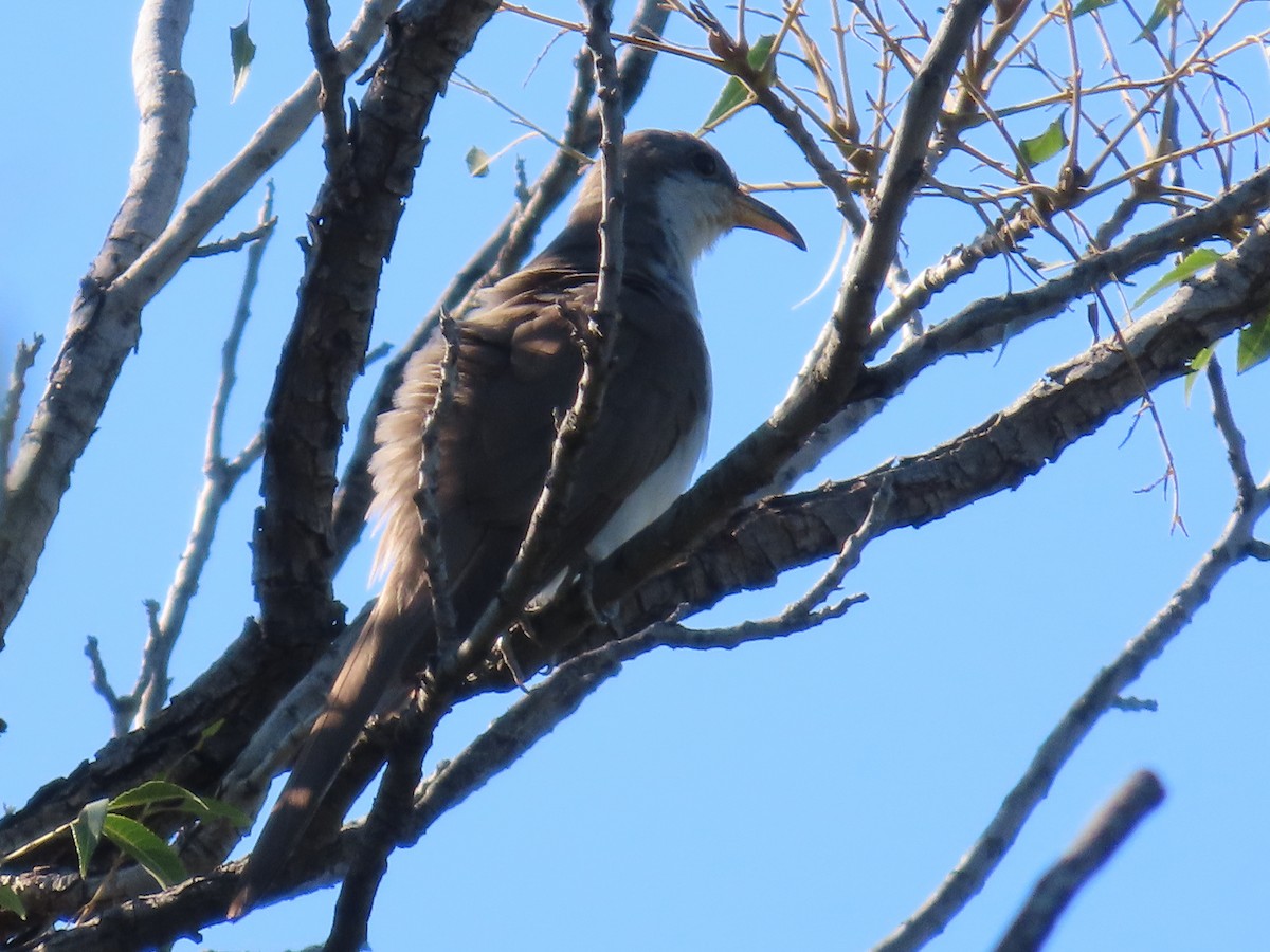 Yellow-billed Cuckoo - ML642396022