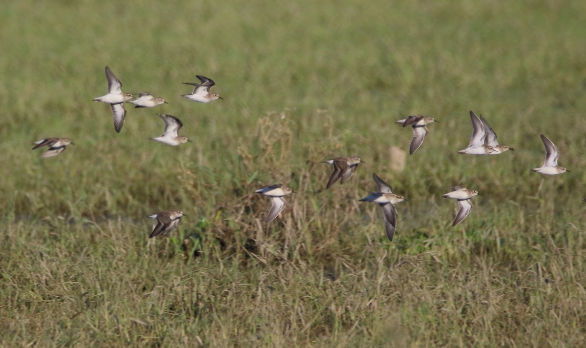 Least Sandpiper - ML642396119