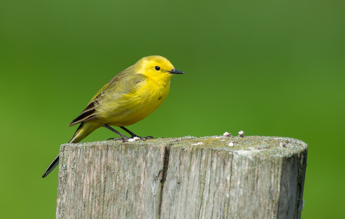 Western Yellow Wagtail - ML642396124