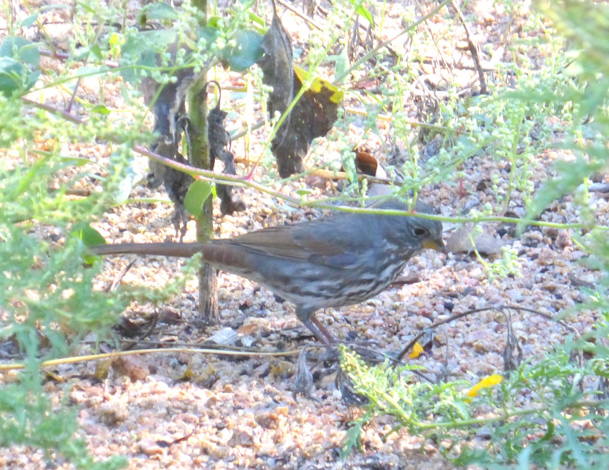 Fox Sparrow - ML642396126