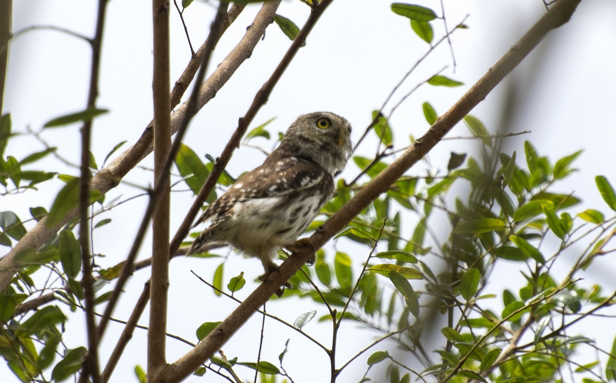 Ferruginous Pygmy-Owl (Ferruginous) - ML642396128