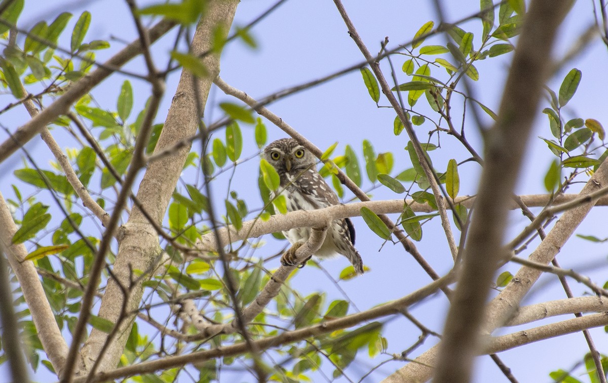Ferruginous Pygmy-Owl (Ferruginous) - ML642396129