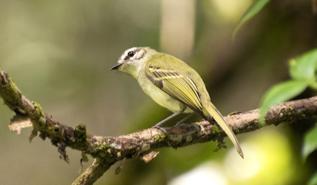 Alagoas Tyrannulet - ML642396144