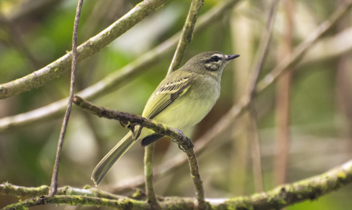 Alagoas Tyrannulet - ML642396146