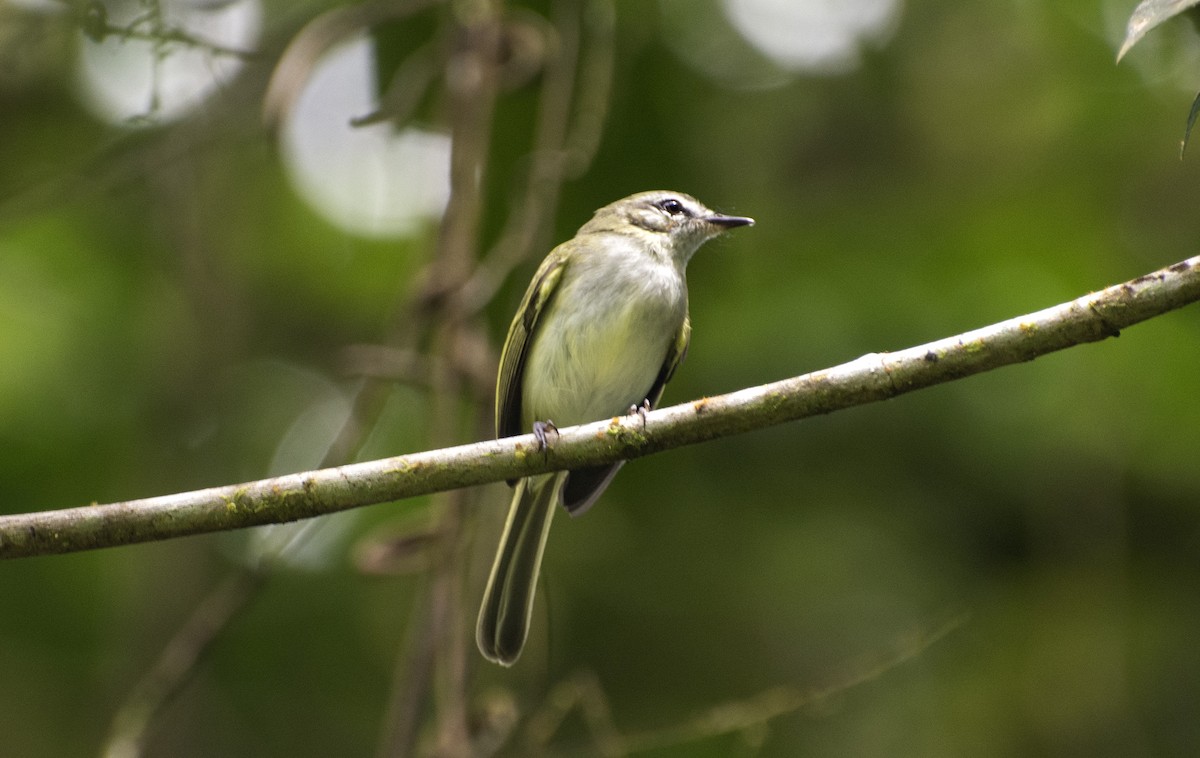 Alagoas Tyrannulet - ML642396147